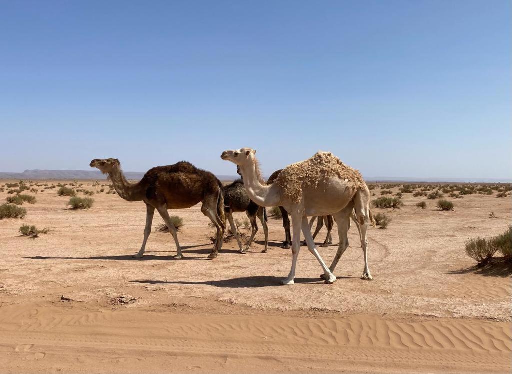 Hostel sahara Zagora Bagian luar foto